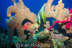 Angels reef. It always amazes me how much colour there re... by Karl Hodgkins 